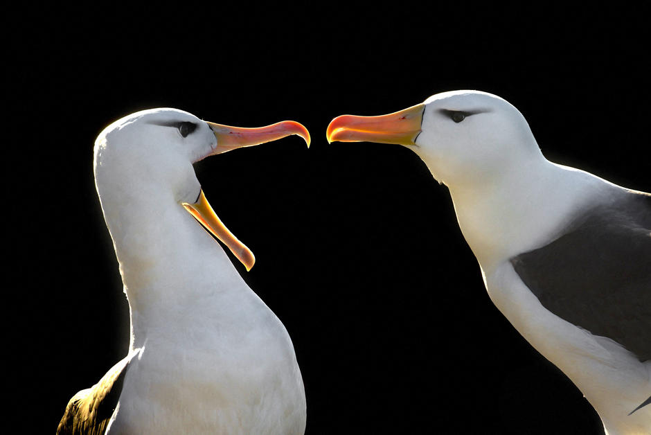 Les couples d’albatros fragilisés par le dérèglement climatique