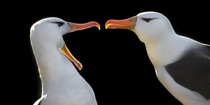 Les couples d’albatros fragilisés par le dérèglement climatique