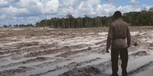 La folie des grandeurs agricole du président Joko Widodo