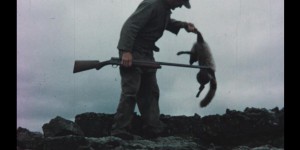 En Islande, la chasse au renard polaire est désormais “inutile” et coûte trop cher