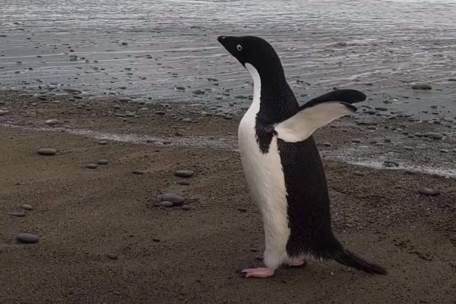 Un manchot d’Antarctique perdu en Nouvelle-Zélande