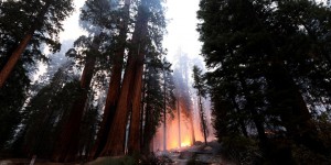 La Californie a perdu plus de 10 000 séquoias géants, victimes du dérèglement du climat