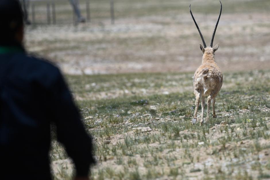 Espèce menacée, l’antilope du Tibet est toujours traquée pour sa fourrure de luxe