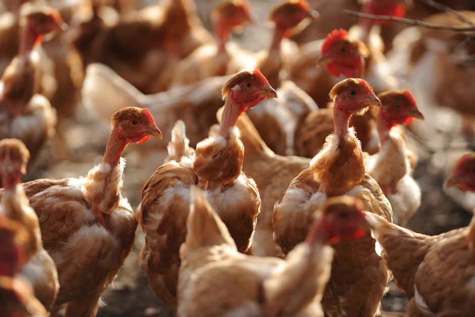 Grippe aviaire : un test PCR pour des poulets catalans