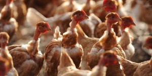 Grippe aviaire : un test PCR pour des poulets catalans