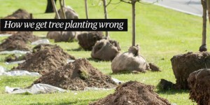 Savez-vous planter des arbres ?