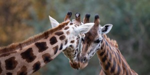 Les girafes sont plus nombreuses, mais toujours menacées