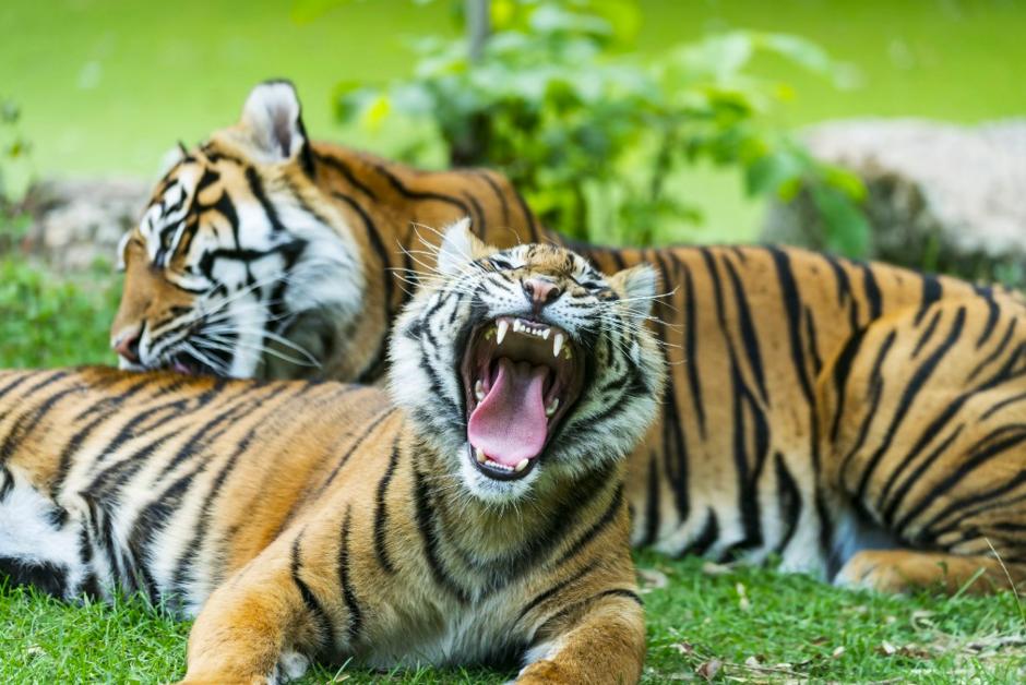 L’art délicat des chamans de tigres de Sumatra