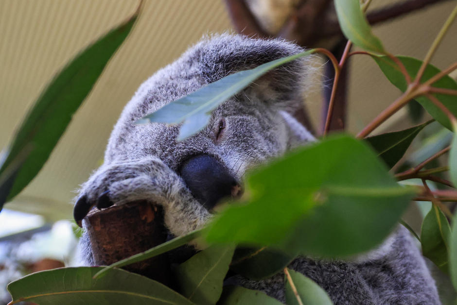 L’Australie parviendra-t-elle à sauver les koalas de l’extinction ?