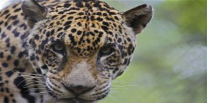 La disparition du jaguar menace la forêt atlantique au Brésil
