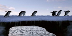 Face au réchauffement, des pingouins 'tout-terrain'