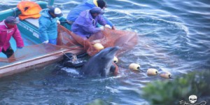 Japon : un massacre de dauphins filmé à Taiji