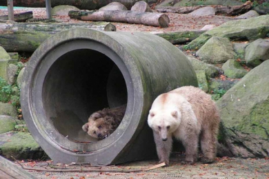 Découvrez le 'grolar', entre ours brun et polaire