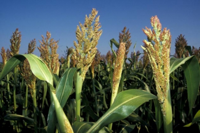 Les députés interdisent la culture de maïs OGM