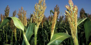Les députés interdisent la culture de maïs OGM
