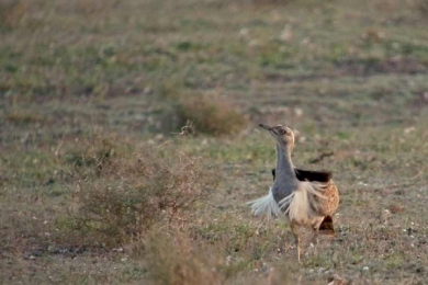 Un prince saoudien tue 2.000 oiseaux menacés
