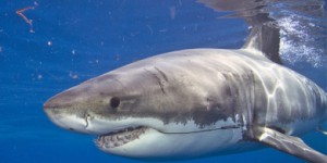 Australie :172 requins capturés pour un programme controversé