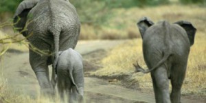 Les éléphants de Tanzanie menacés d'extinction