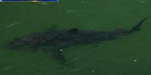 Les pérégrinations d'un requin fascinent la Floride