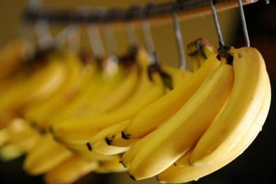 Une banane OGM, dopée à la vitamine A, va être testée