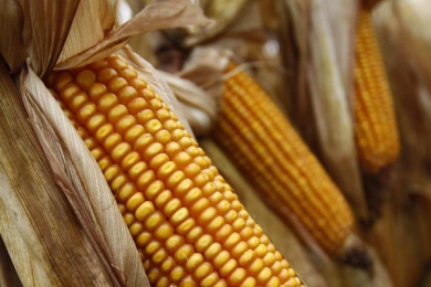 L'UE rend aux Etats la liberté de cultiver ou non les OGM