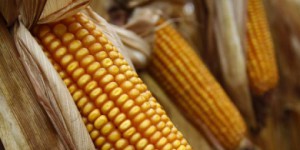 L'UE rend aux Etats la liberté de cultiver ou non les OGM