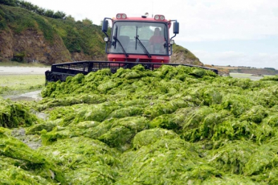 Les algues vertes gagnent la Normandie et le sud Loire