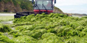 Les algues vertes gagnent la Normandie et le sud Loire