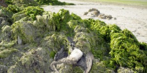 Algues vertes : l’Etat jugé responsable de la mort d'un cheval