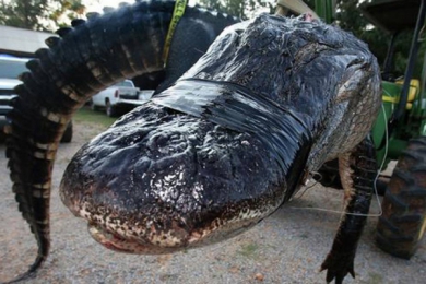 Un alligator de 4,5 mètres capturé en Alabama