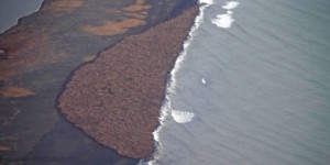 Privés de banquise, 35.000 morses se réfugient sur une plage