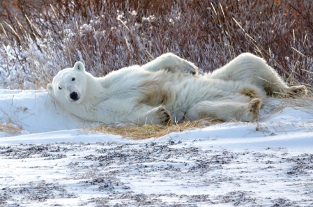 La menace du pétrole au pays des ours polaires 
