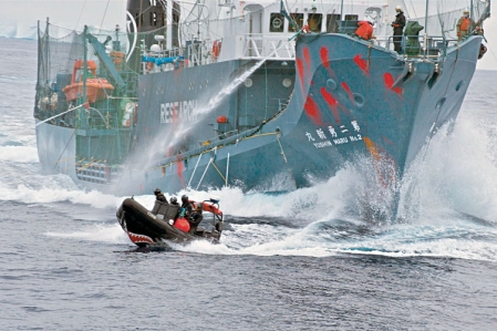 Confrontations en vue  entre baleiniers et animalistes