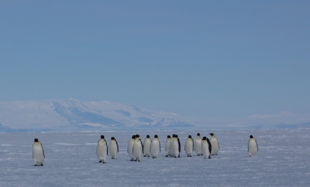​L’Antarctique fond plus vite que prévu