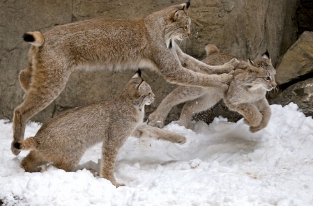 Premiers jeux d’hiver pour les jeunes lynx du Biodôme