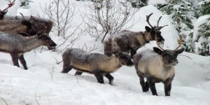 Rapport - La protection du caribou forestier tarde à venir au Québec