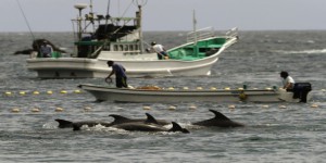 La chasse aux dauphins au Japon suscite de vives critiques