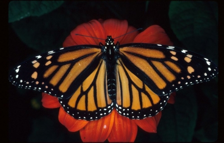 ​Des colonies de papillons monarques au bord de l’extinction