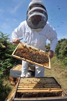 L’Europe en sérieux manque d’abeilles