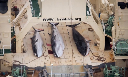 Les navires de Sea Shepherd prennent en chasse les baleiniers japonais