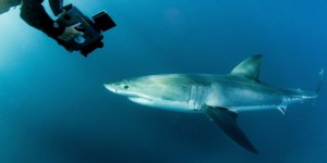 Un quart des requins et raies au bord de l’extinction