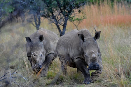 Le sort des rhinocéros sud-africains s’aggrave