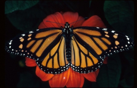 Disparition des papillons monarques: artistes et scientifiques se mobilisent