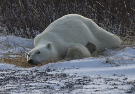 Quotas de chasse d'ours polaires: des responsables se rencontrent mercredi