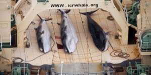 La chasse à la baleine que mène le Japon n'a rien de «scientifique»