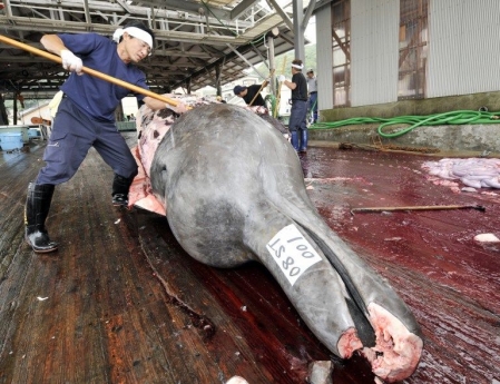 Le Japon continuera de chasser la baleine