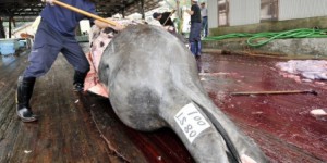 Le Japon continuera de chasser la baleine