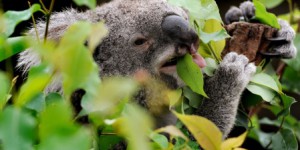 Les koalas, menacés de toutes parts