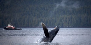 Ottawa favorise le pétrole au détriment des baleines