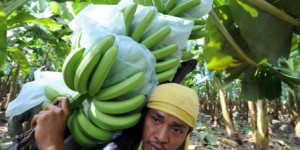 La production mondiale de bananes menacée